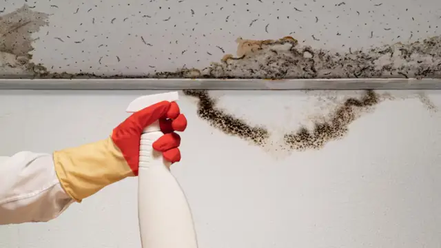 Black mold spotting along the top edge of a wall near the ceiling with a gloved hand holding a spray bottle