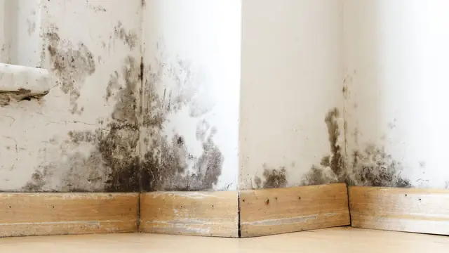 Dark mold growth climbing a wall above wood baseboards in an empty room